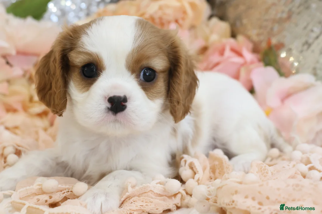 Cavalier King Charles Spaniel dogs for sale: HEALTH TESTED KC Cavalier King Charles Spaniels - Advert 40