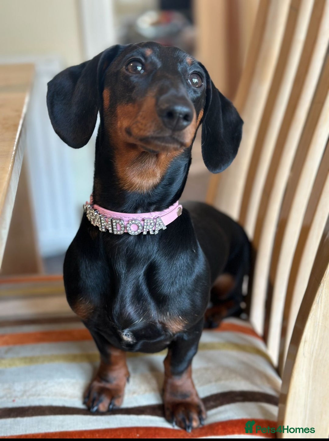 Dachshund dogs for sale: Dachshund puppy  in Hove - Advert 2