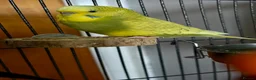 Budgerigars birds for sale: Two female budgies  in Colchester - Advert 3