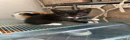 Mixed Breed cats for sale: 2 female kittens in Spalding - Advert 3