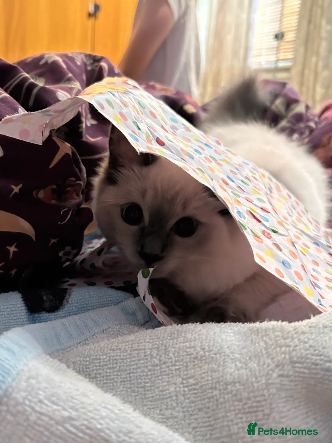 Ragdoll cats for sale: Male & Female Ragdolls for sale  - Advert 2