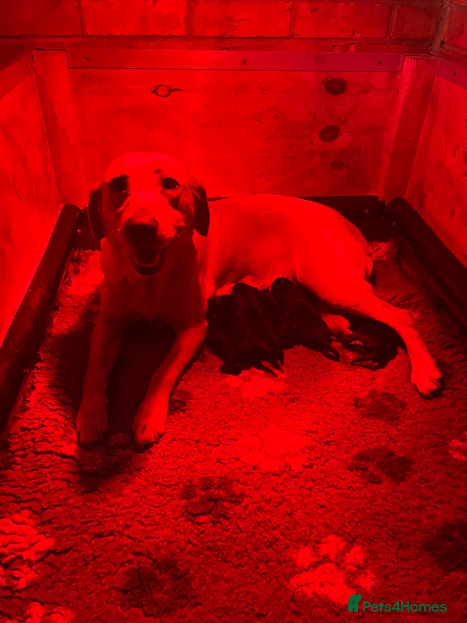 Labrador Retriever dogs KC Reg. Working Labrador Puppies ready to go - Advert 1