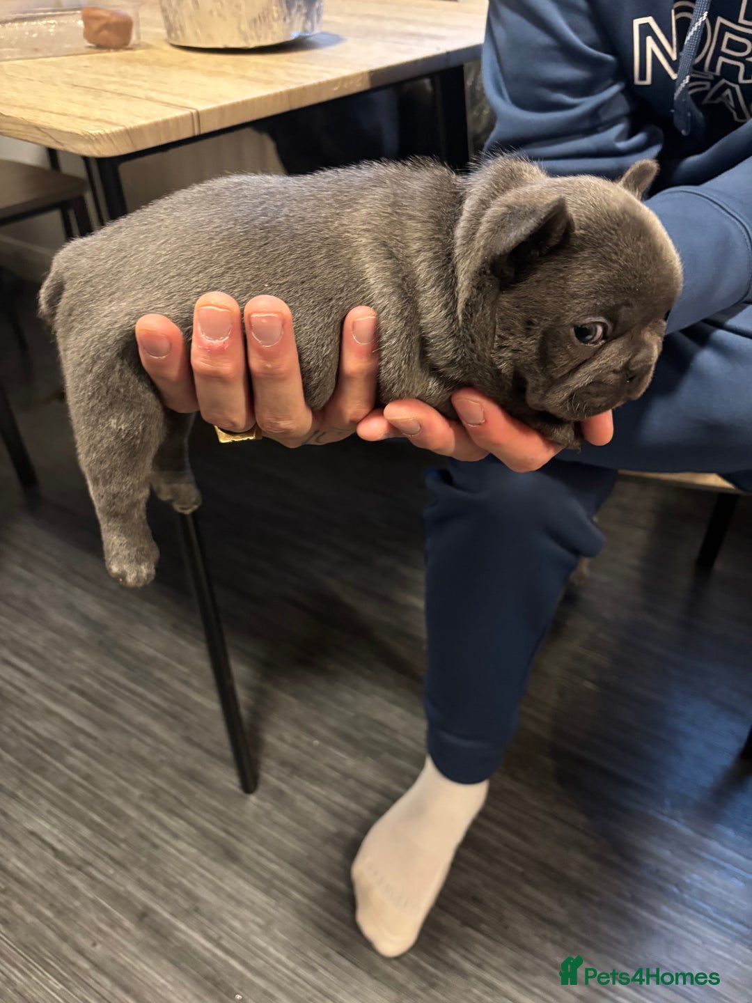 French Bulldog dogs for sale: Male French bulldog puppies  - Advert 3