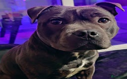Staffordshire Bull Terrier dogs for stud: 🥇 KC Stafford Stud – Elite Line, Loving Nature - Image 5