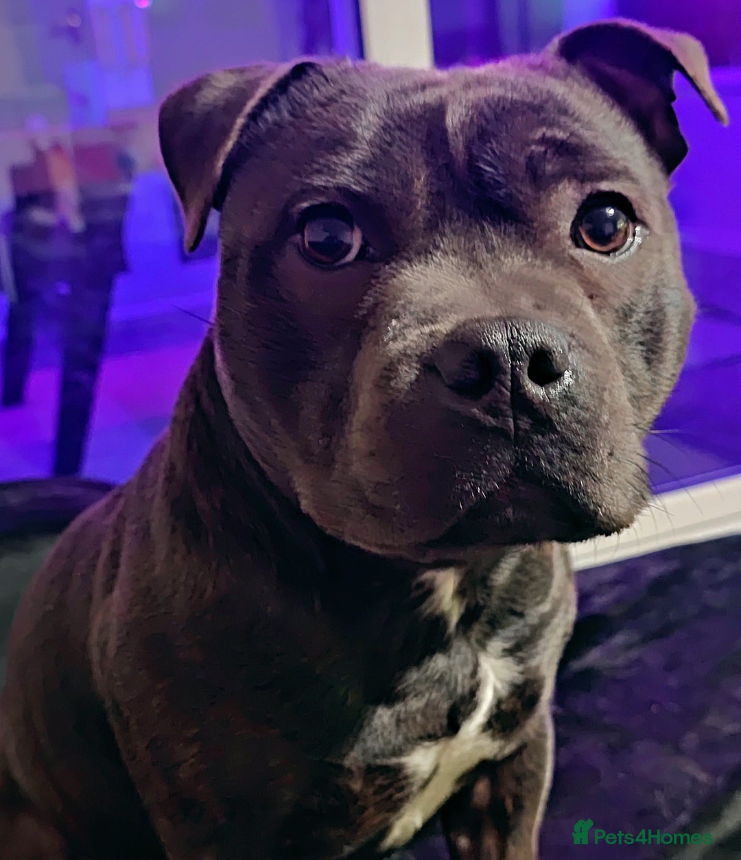 Staffordshire Bull Terrier dogs for stud: 🥇 KC Stafford Stud – Elite Line, Loving Nature - Image 5