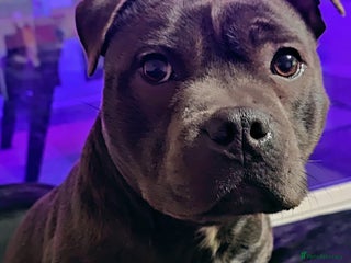 Staffordshire Bull Terrier dogs - Advert 19