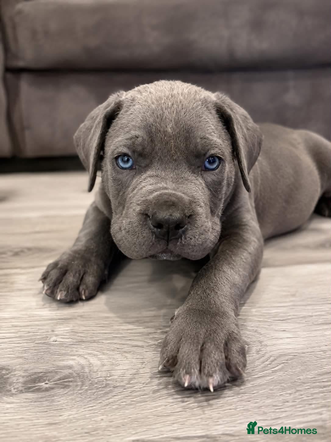 Mixed Breed dogs Cane corso x catahoula leopard  - Advert 4