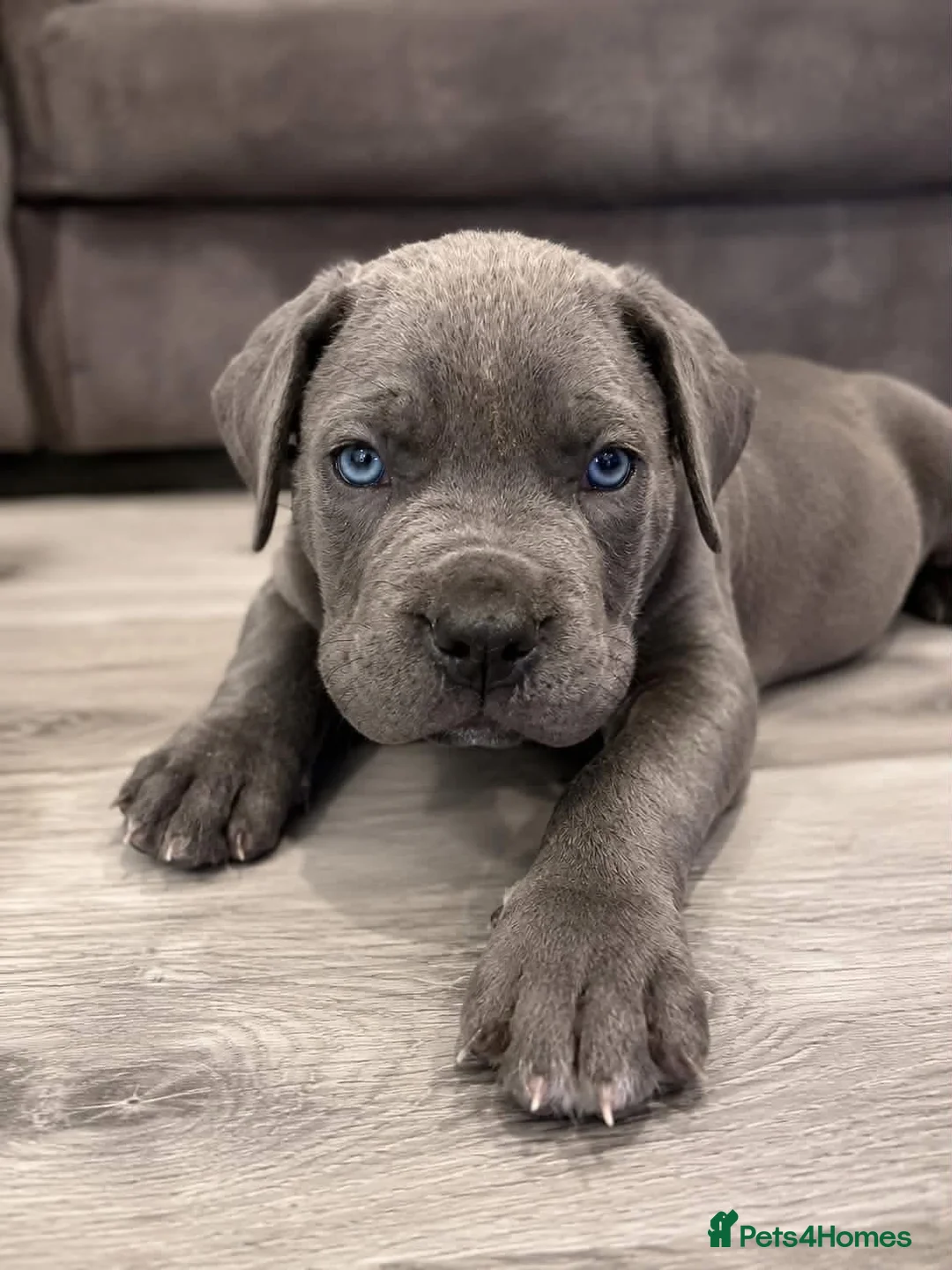 Mixed Breed dogs for sale: Cane corso mix puppies  - Advert 1