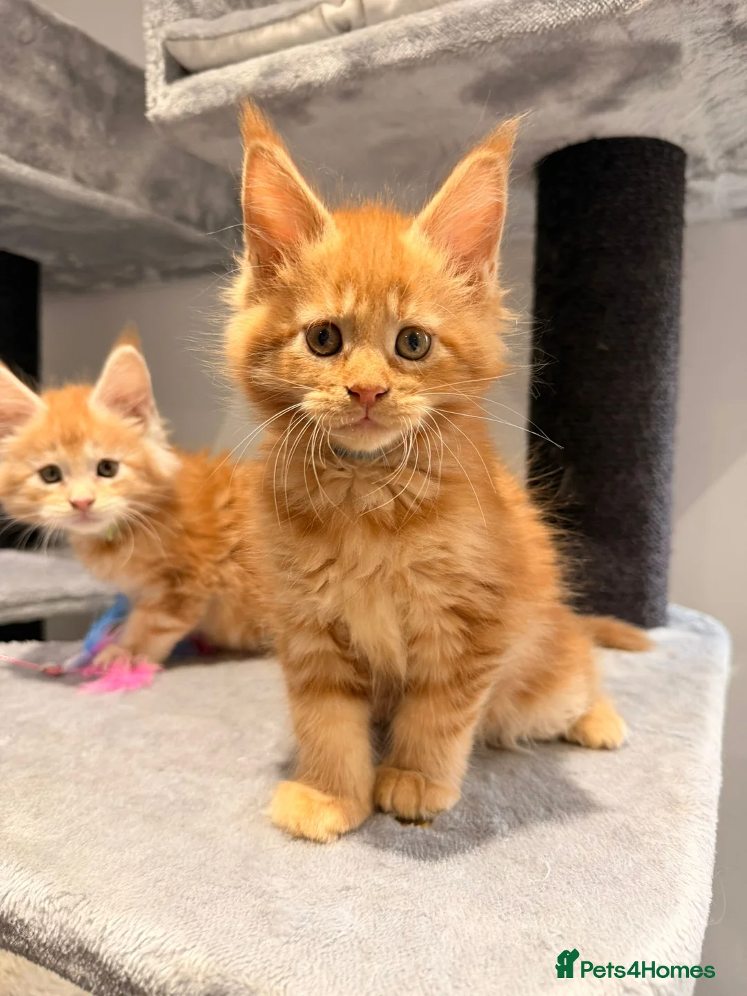 Maine Coon cats for sale: Maine Coon XXXL - Advert 1