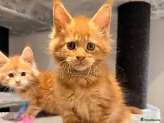 Maine Coon cats Maine Coon XXXL - Advert 18