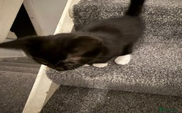 American Shorthair cats for sale: One Beautiful kitten left for sale - Image 10