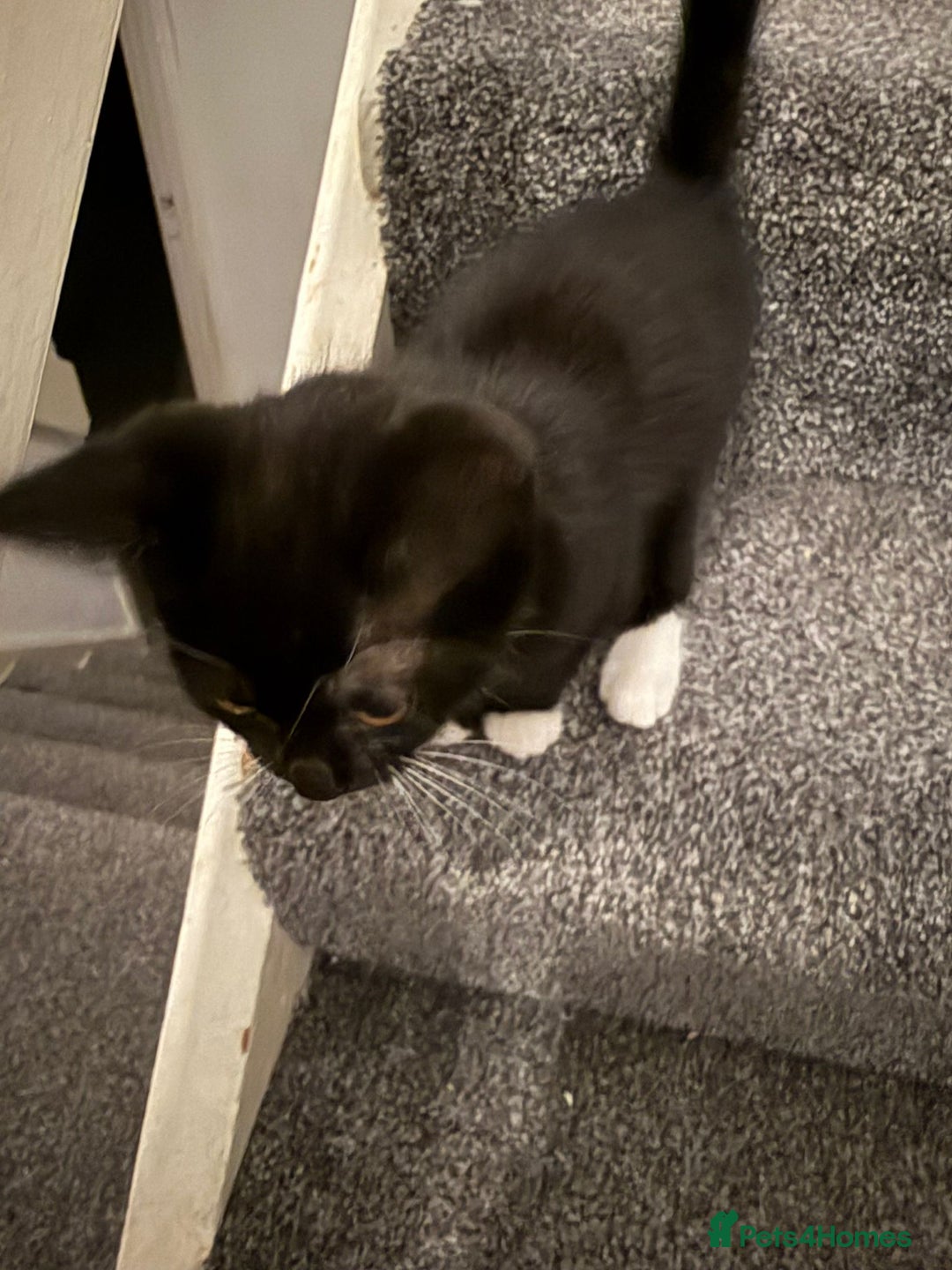 American Shorthair cats for sale: One Beautiful kitten left for sale - Image 10