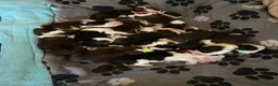 Saint Bernard dogs for sale: (Last 3) Gorgeous Saint Bernard puppies available  - Advert 29