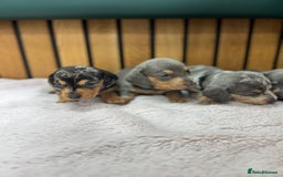 Miniature Dachshund dogs for sale: 5⭐️ Licensed breeder. Kc reg Pra clear - Image 8
