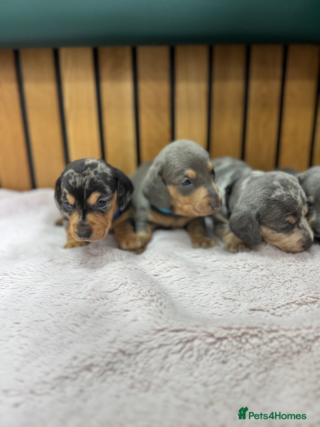 Miniature Dachshund dogs for sale: 5⭐️ Licensed breeder. Kc reg Pra clear - Image 8