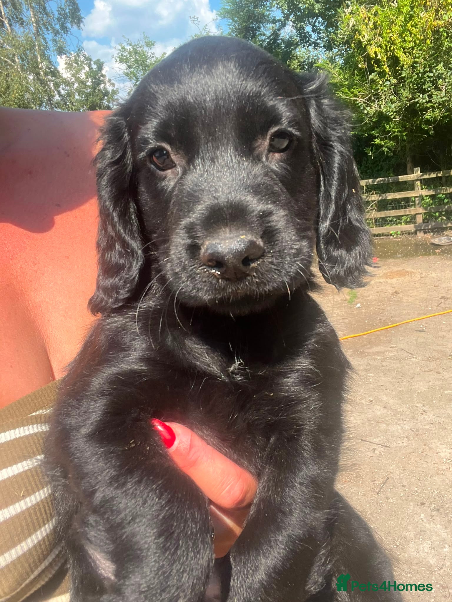 Cocker Spaniel dogs Last black boy! Outstanding cocker spaniel puppies - Advert 2