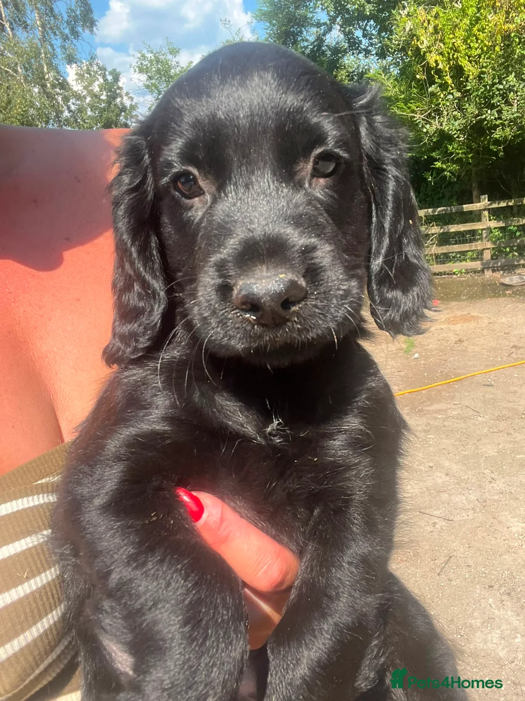 Cocker Spaniel dogs for sale: Last black boy! Outstanding cocker spaniel puppies - Advert 1