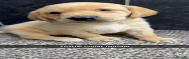 Labrador Retriever 6
