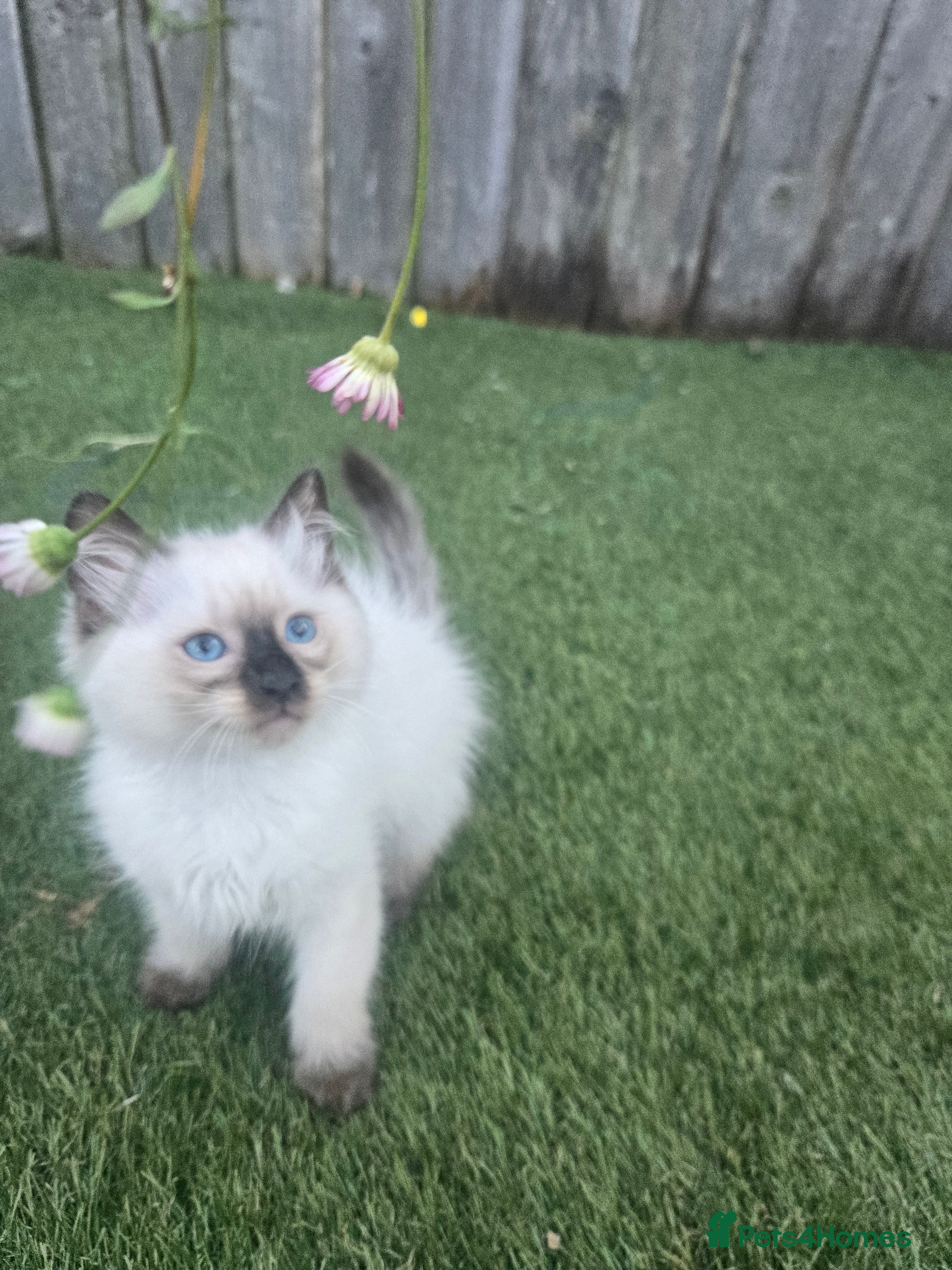 Ragdoll cats Ragamese ragdoll Siamese kittens  - Advert 2
