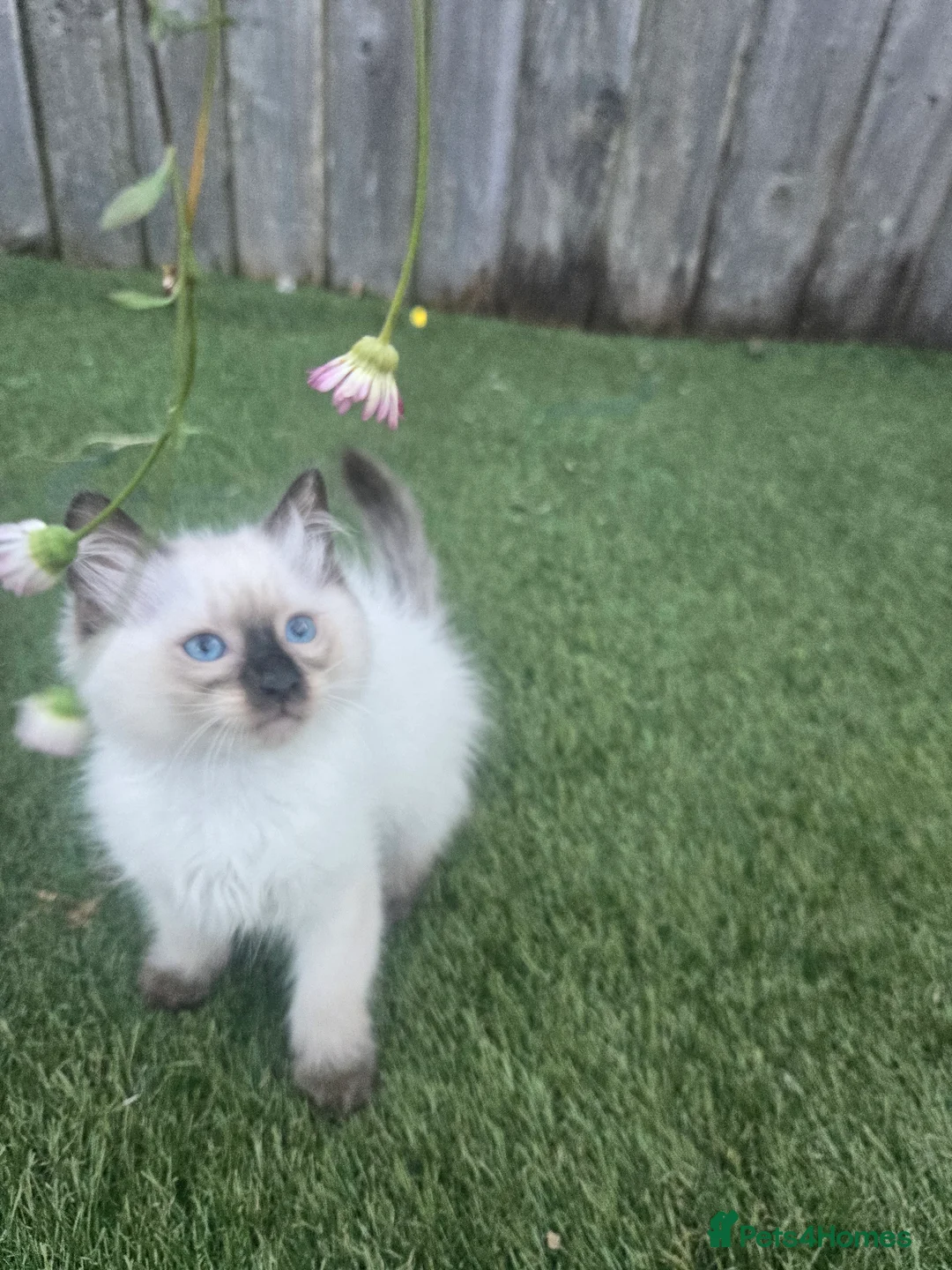 Ragdoll cats for sale: Ragamese ragdoll Siamese kittens  - Advert 1