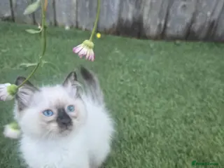 Ragdoll cats Ragamese ragdoll Siamese kittens - Advert 2