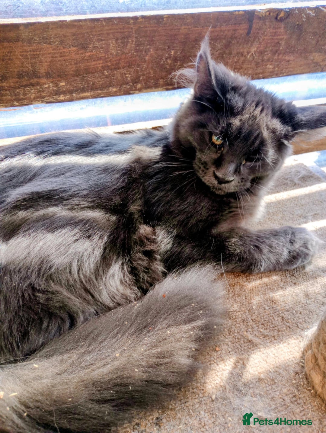 Maine Coon cats for sale: Maine coon - Image 1