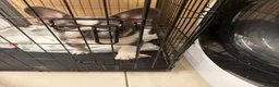 French Bulldog dogs for sale: French bulldog male in London - Advert 1