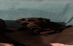 Mixed Breed dogs for sale: Beautiful boy  - Image 4