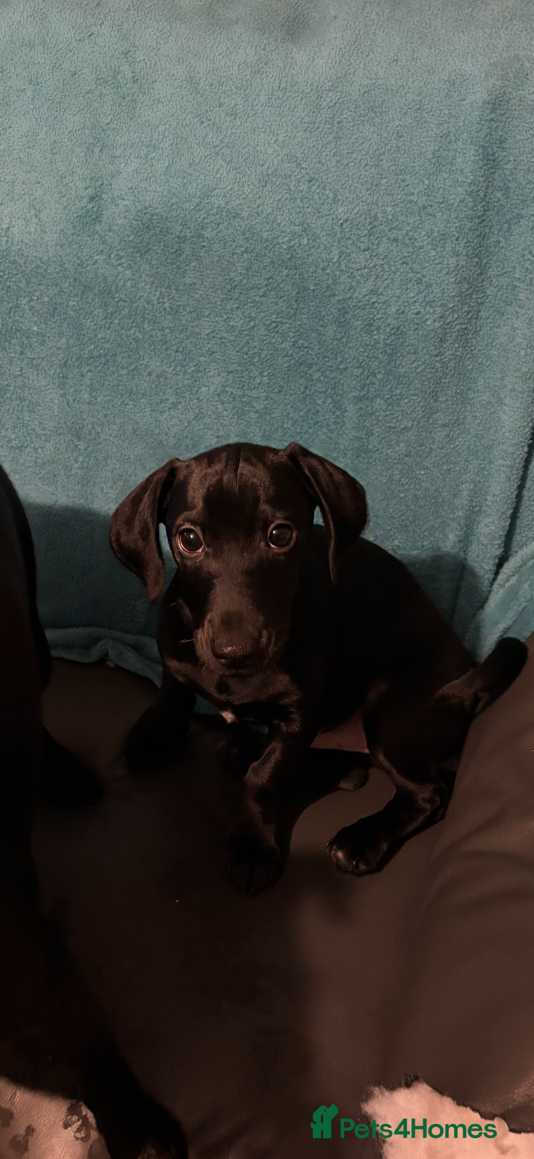 Mixed Breed dogs for sale: Beautiful boy  - Image 4