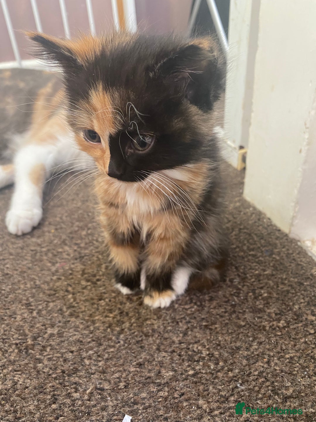 Mixed Breed cats for sale: 3 female and 1 male kitten for sale  - Image 2