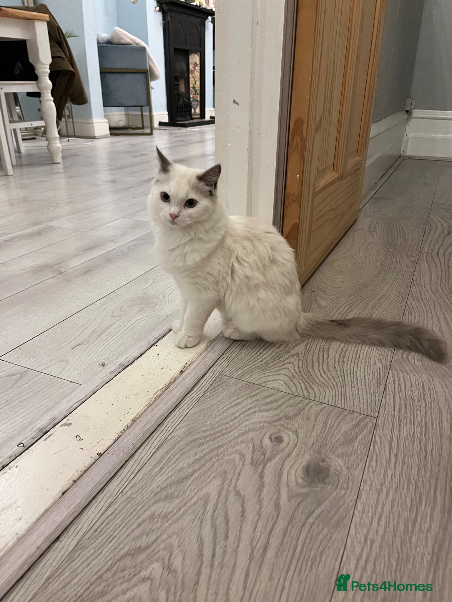 Ragdoll cats Gorgeous playful male - Advert 1