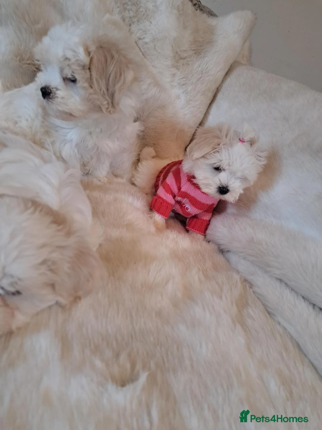Maltese dogs for sale: Kc Maltese 3 females  - Advert 2