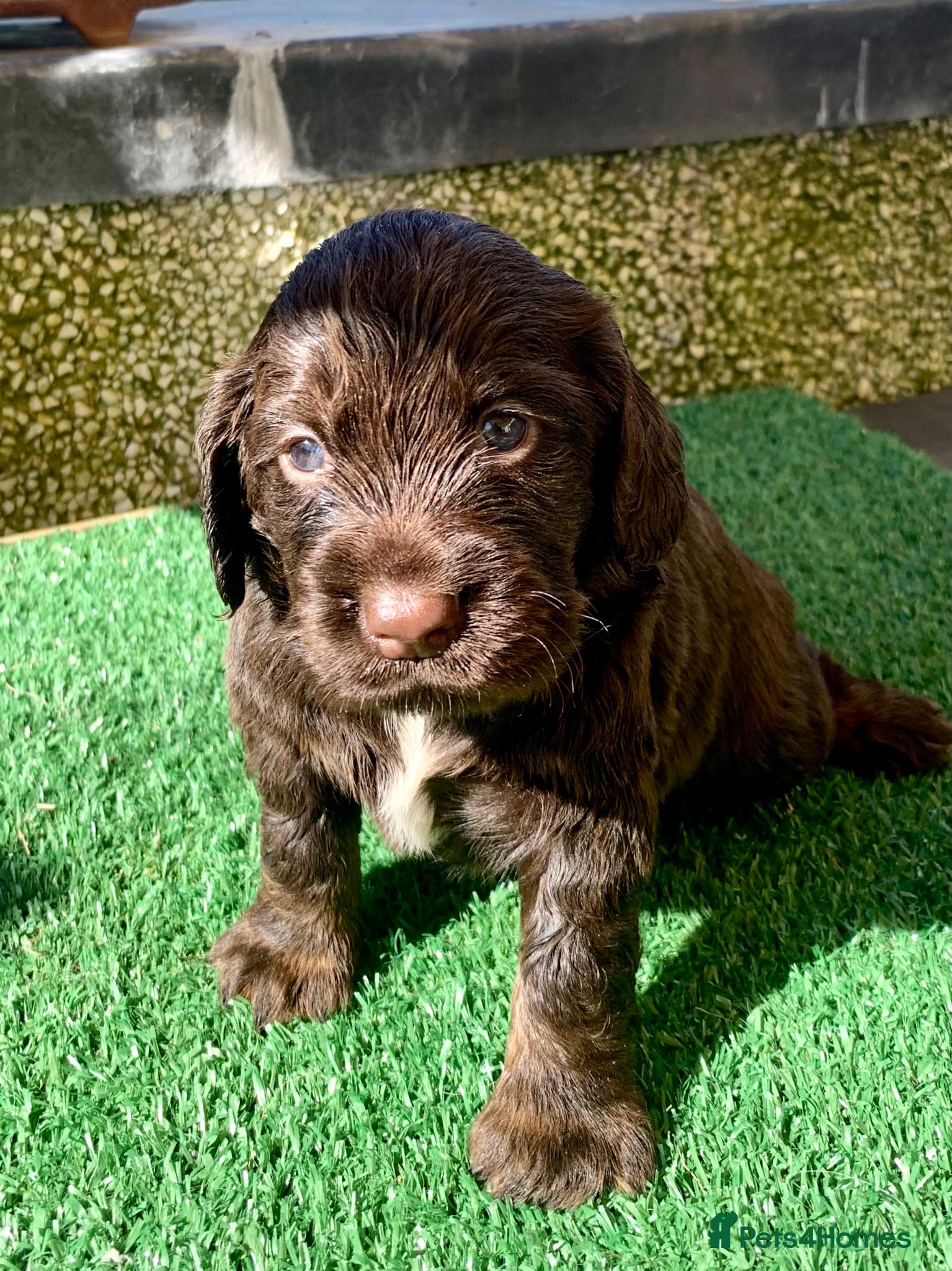 Cocker Spaniel dogs Sired from British Champion - Advert 1
