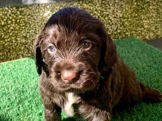 Cocker Spaniel dogs Sired from British Champion - Advert 1