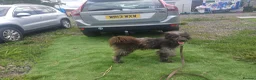 Mixed Breed dogs for adoption: 🌲VICTOR, From Forgotten Forest to Faithful Friend - Advert 14