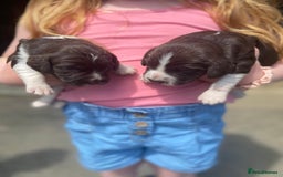 English Springer Spaniel dogs for sale: Springer spaniel puppies  - Image 10