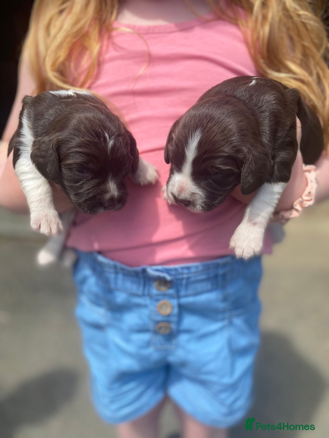 English Springer Spaniel dogs for sale: Springer spaniel puppies  - Image 10
