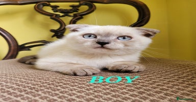 Scottish Fold cats - Advert 13