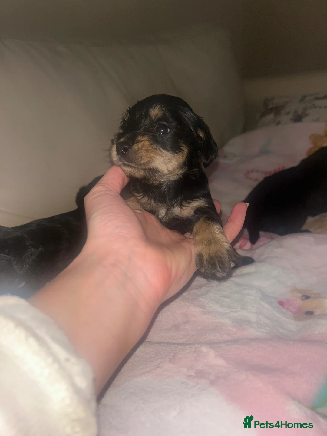 Cavapoochon dogs for sale: Stunning Cavapoochons - Advert 16