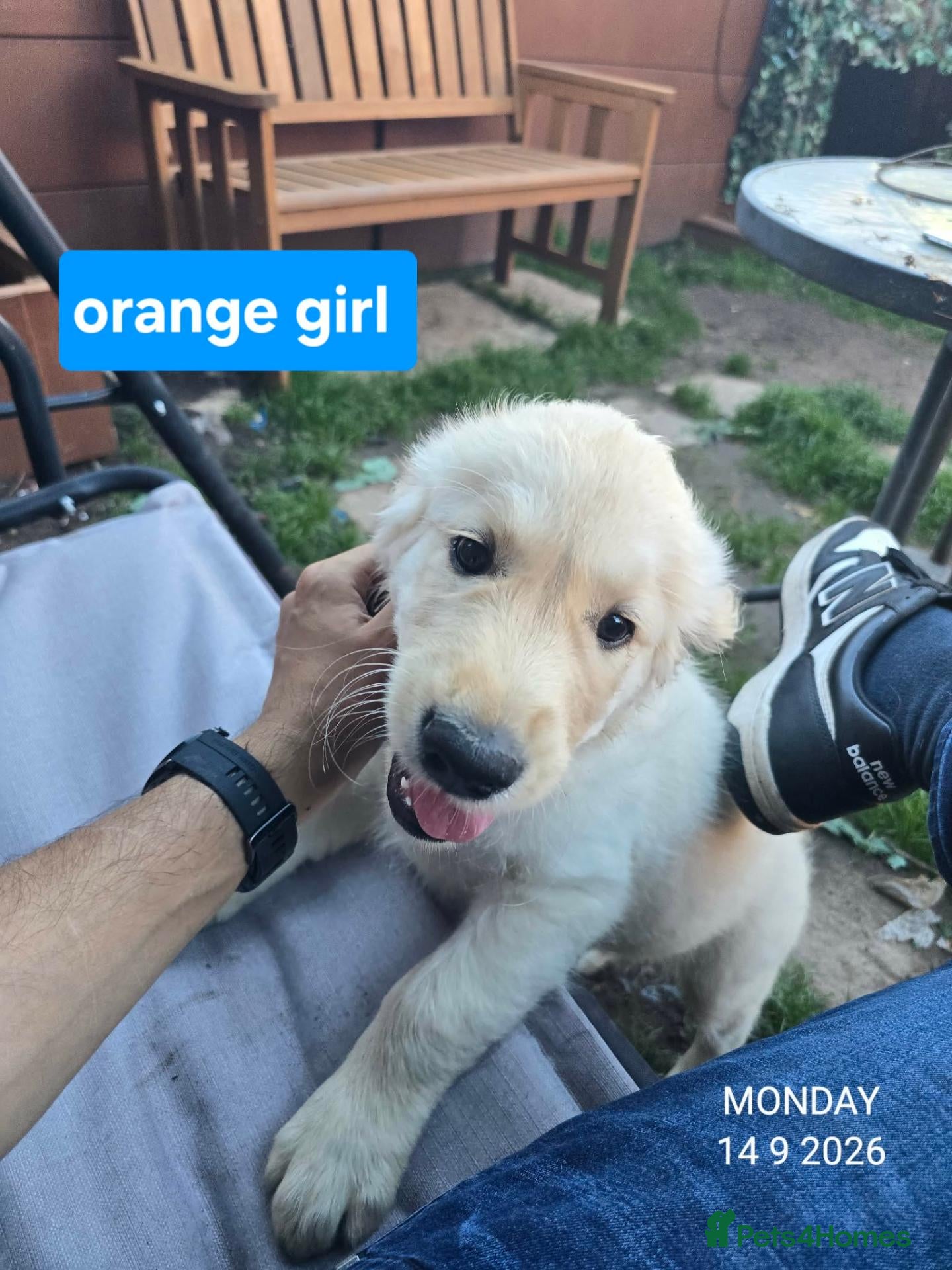 Golden Retriever dogs Golden Retriever Puppies KC Registered  Ready now  - Advert 7