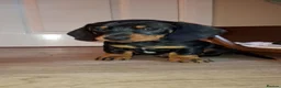 Dachshund dogs for sale: Dachshund puppies  - Advert 11