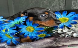 Dachshund dogs for sale: KC registration dachshund  - Image 5