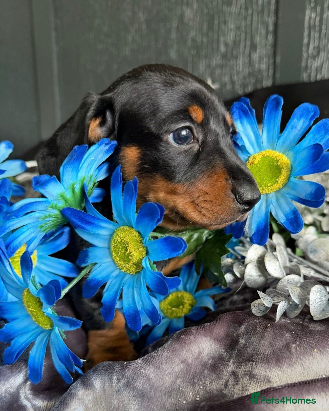 Dachshund dogs for sale: KC registration dachshund  - Image 5