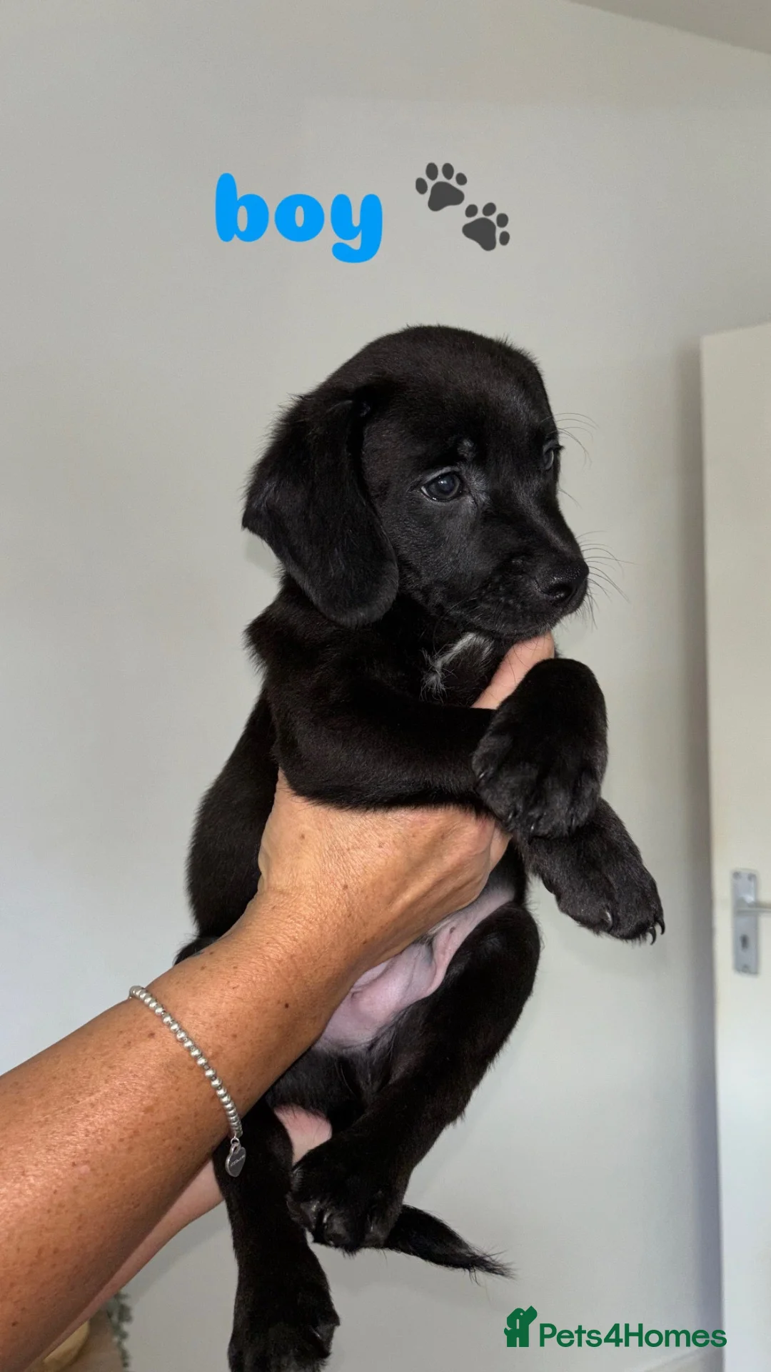 Mixed Breed dogs for sale: 🐾 Beautiful Cockapoo × Staffy Puppies 🐾 - Advert 2