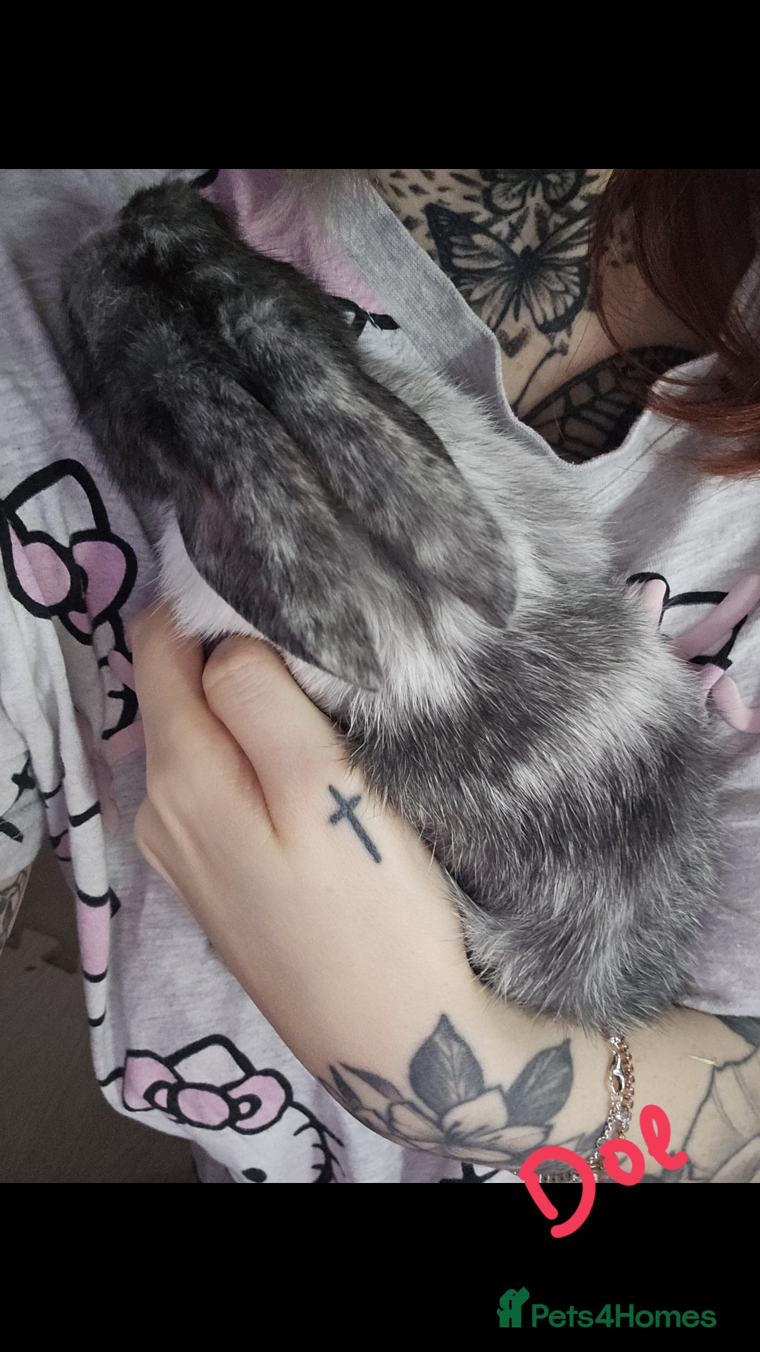 Harlequin rabbits for sale: URGENT 3 bunnies needing rehome 🫶♥️ - Advert 8