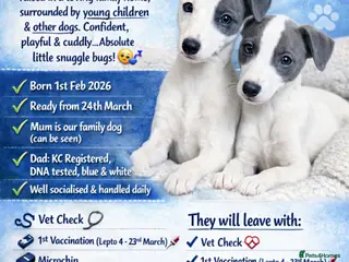 Whippet dogs READY NOW perfect pedigree whippets BOYS LEFT - Advert 5