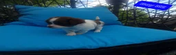 Chihuahua dogs for sale: Beautiful puppies for sale in Diss - Advert 10