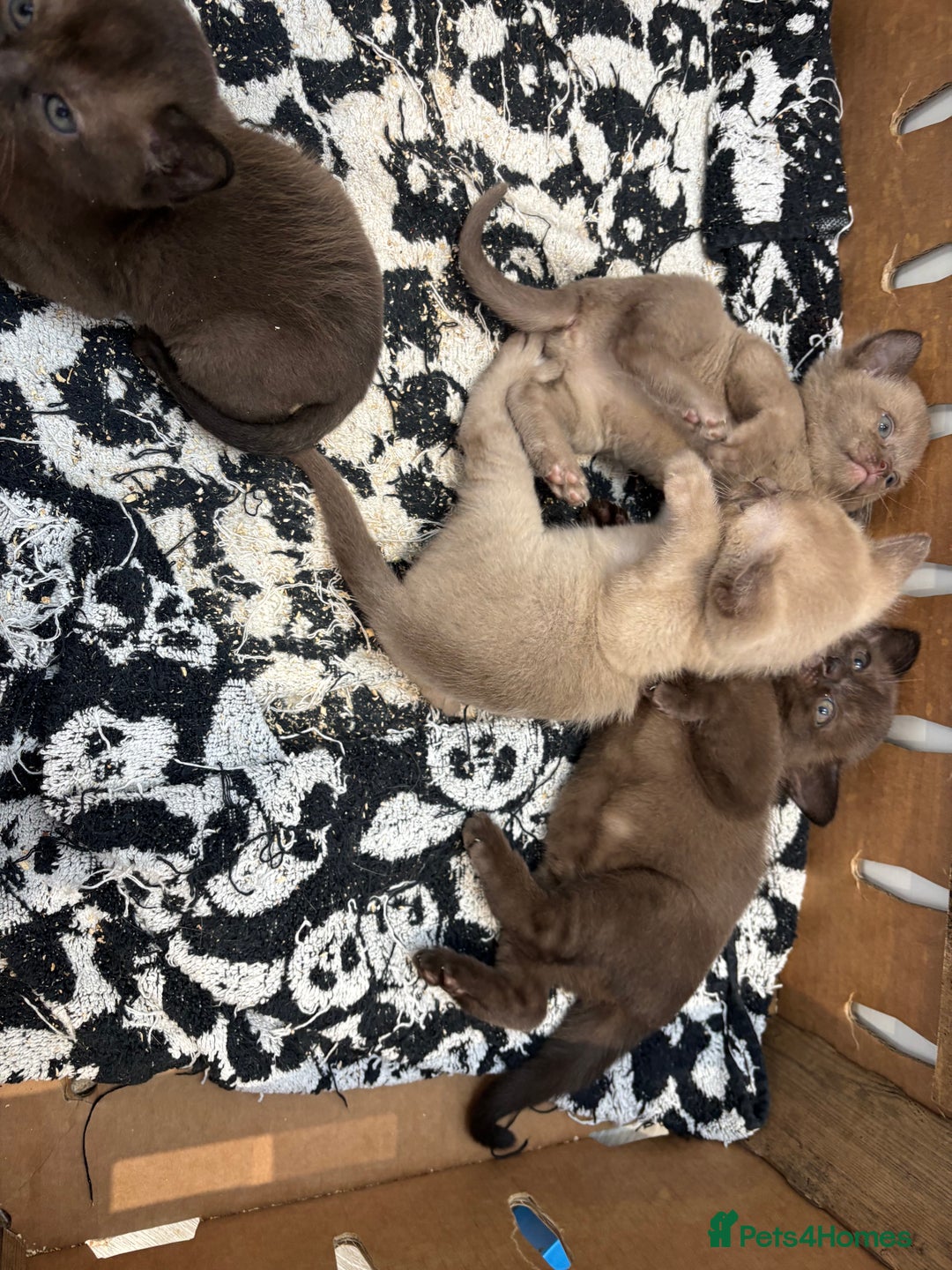 Burmese cats for sale: GCCF registered Burmese Kittens  - Image 3