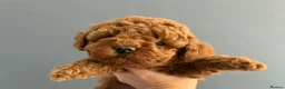 Toy Poodle dogs for sale: Beautiful Red Toy Poodle Puppies -Boy & Girl  - Advert 5
