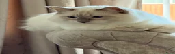 Ragdoll cats for stud: Stunning gentle lilac point Gccf reg ragdoll  - Advert 2